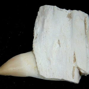 Genuine Eocene Age Dyrosaurus Crocodile Tooth Fossils for Sale from Morocco #44