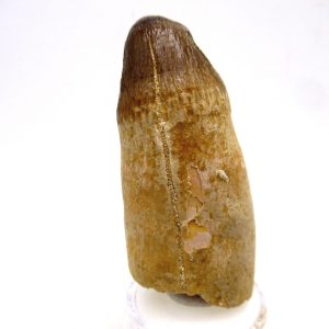 Morocco Eocene Age Maroccosuchus Crocodile Tooth 26 | Fossils for Sale Genuine Eocene Age Maroccosuchus Crocodile Tooth Fossils for Sale from Morocco #26