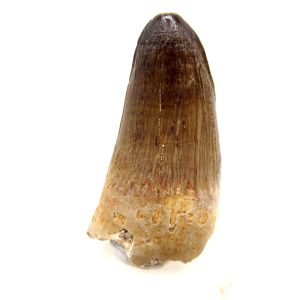 Morocco Eocene Age Maroccosuchus Crocodile Tooth 27 | Fossils for Sale Genuine Eocene Age Maroccosuchus Crocodile Tooth Fossils for Sale from Morocco #27