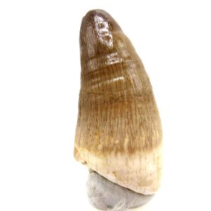 Morocco Eocene Age Maroccosuchus Crocodile Tooth 28 | Fossils for Sale Genuine Eocene Age Maroccosuchus Crocodile Tooth Fossils for Sale from Morocco #28