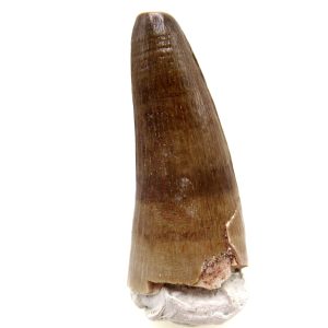 Morocco Eocene Age Maroccosuchus Crocodile Tooth 29 | Fossils for Sale Genuine Eocene Age Maroccosuchus Crocodile Tooth Fossils for Sale from Morocco #29