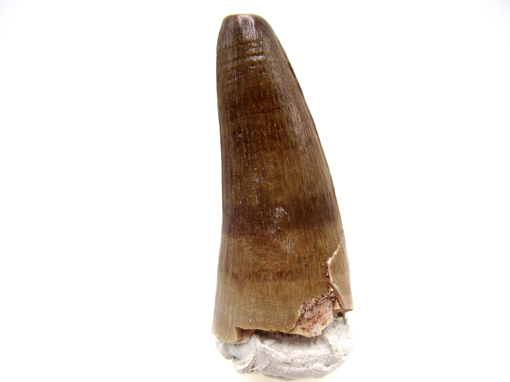 Morocco Eocene Age Maroccosuchus Crocodile Tooth 29 | Fossils for Sale Genuine Eocene Age Maroccosuchus Crocodile Tooth Fossils for Sale from Morocco #29