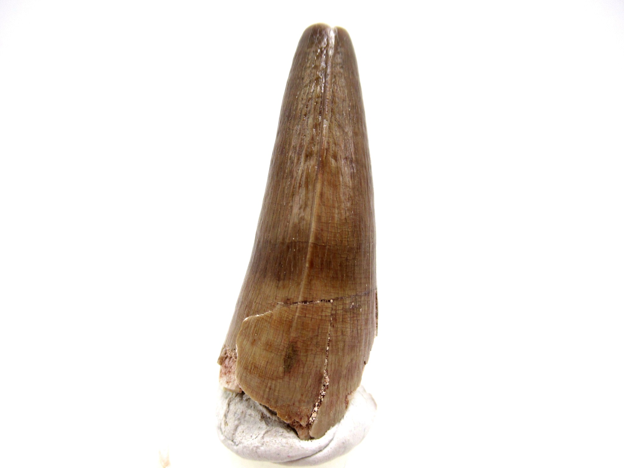 Morocco Eocene Age Maroccosuchus Crocodile Tooth 29a | Fossils for Sale Genuine Eocene Age Maroccosuchus Crocodile Tooth Fossils for Sale from Morocco #29a