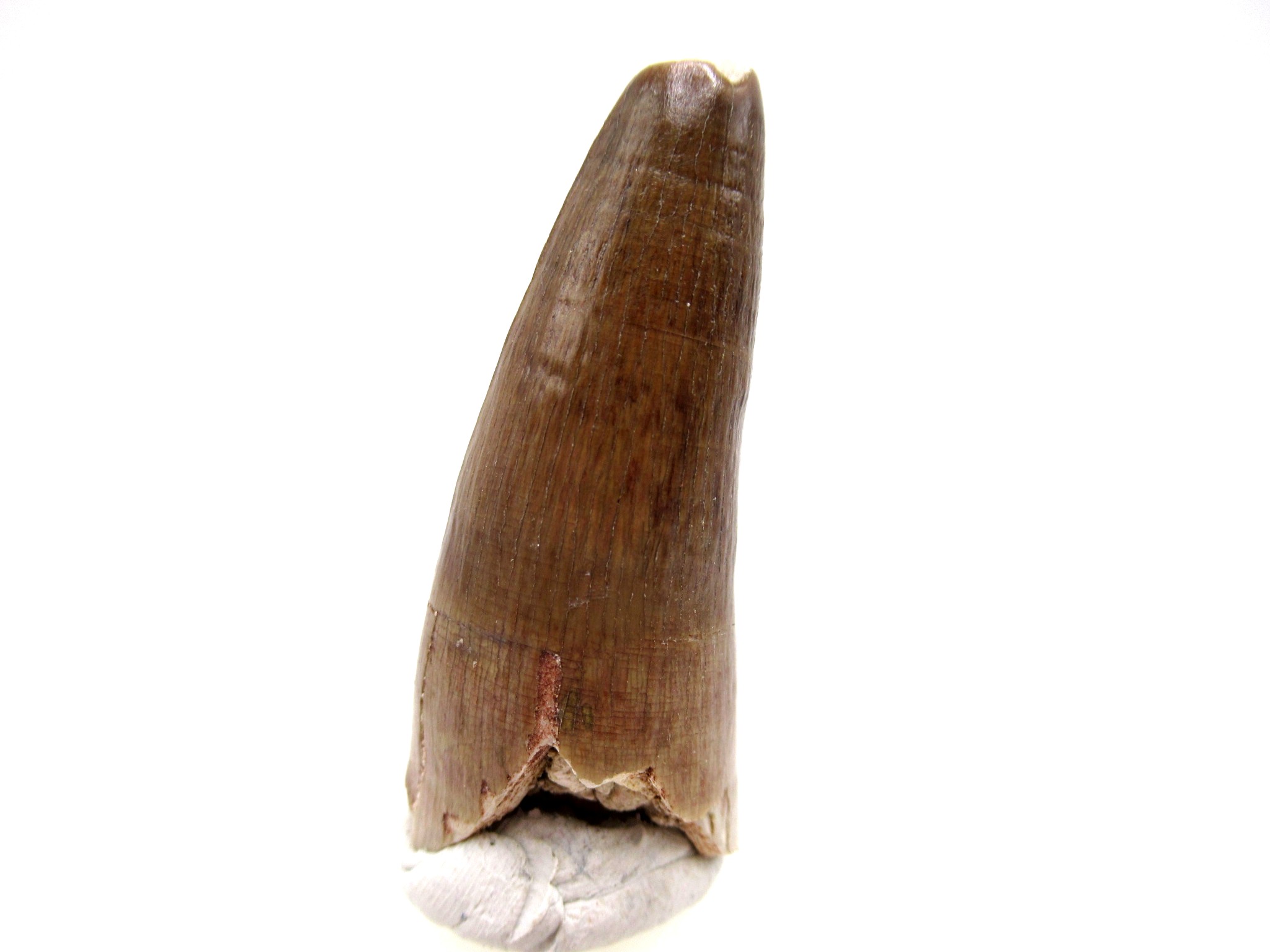 Morocco Eocene Age Maroccosuchus Crocodile Tooth 29b | Fossils for Sale Genuine Eocene Age Maroccosuchus Crocodile Tooth Fossils for Sale from Morocco #29b