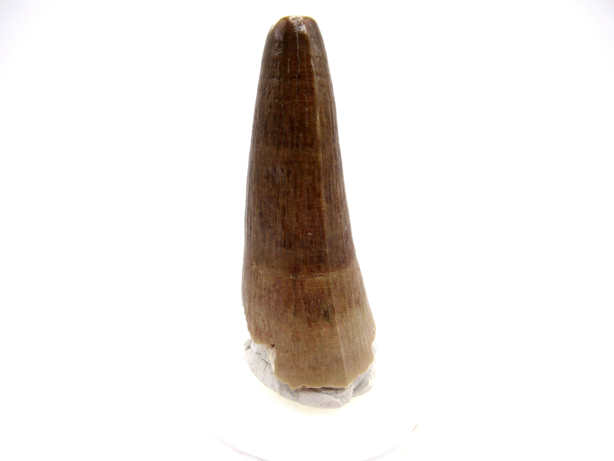 Morocco Eocene Age Maroccosuchus Crocodile Tooth 29c | Fossils for Sale Genuine Eocene Age Maroccosuchus Crocodile Tooth Fossils for Sale from Morocco #29c