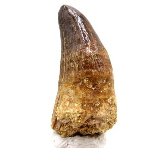 Morocco Eocene Age Maroccosuchus Crocodile Tooth 30 | Fossils for Sale Genuine Eocene Age Maroccosuchus Crocodile Tooth Fossils for Sale from Morocco #30