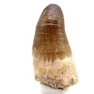 Morocco Eocene Age Maroccosuchus Crocodile Tooth 31 | Fossils for Sale Genuine Eocene Age Maroccosuchus Crocodile Tooth Fossils for Sale from Morocco #31