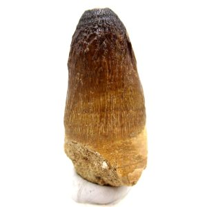 Morocco Eocene Age Maroccosuchus Crocodile Tooth 32 | Fossils for Sale Genuine Eocene Age Maroccosuchus Crocodile Tooth Fossils for Sale from Morocco #32