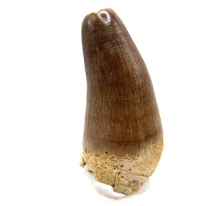 Morocco Eocene Age Maroccosuchus Crocodile Tooth 33 | Fossils for Sale Genuine Eocene Age Maroccosuchus Crocodile Tooth Fossils for Sale from Morocco #33