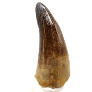 Morocco Eocene Age Maroccosuchus Crocodile Tooth 34 | Fossils for Sale Genuine Eocene Age Maroccosuchus Crocodile Tooth Fossils for Sale from Morocco #34