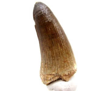 Morocco Eocene Age Maroccosuchus Crocodile Tooth 35 | Fossils for Sale Genuine Eocene Age Maroccosuchus Crocodile Tooth Fossils for Sale from Morocco #35