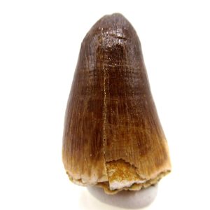 Morocco Eocene Age Maroccosuchus Crocodile Tooth 36 | Fossils for Sale Genuine Eocene Age Maroccosuchus Crocodile Tooth Fossils for Sale from Morocco #36