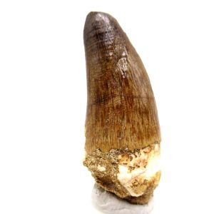 Morocco Eocene Age Maroccosuchus Crocodile Tooth 37 | Fossils for Sale Genuine Eocene Age Maroccosuchus Crocodile Tooth Fossils for Sale from Morocco #37