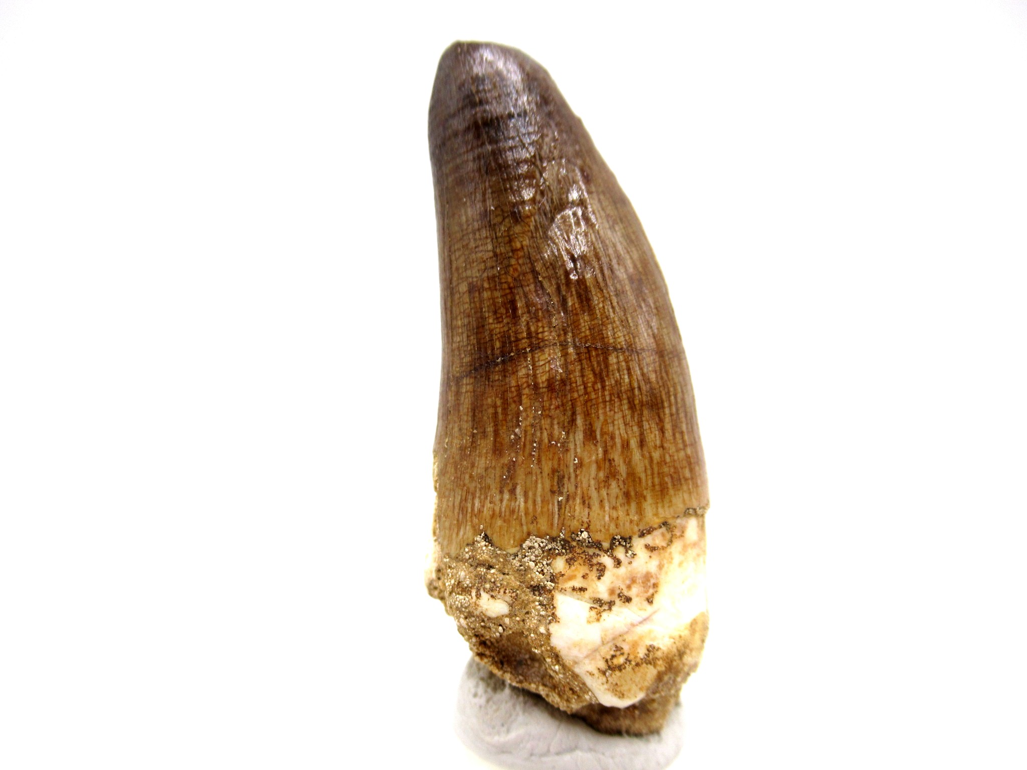 Morocco Eocene Age Maroccosuchus Crocodile Tooth 37 | Fossils for Sale Genuine Eocene Age Maroccosuchus Crocodile Tooth Fossils for Sale from Morocco #37