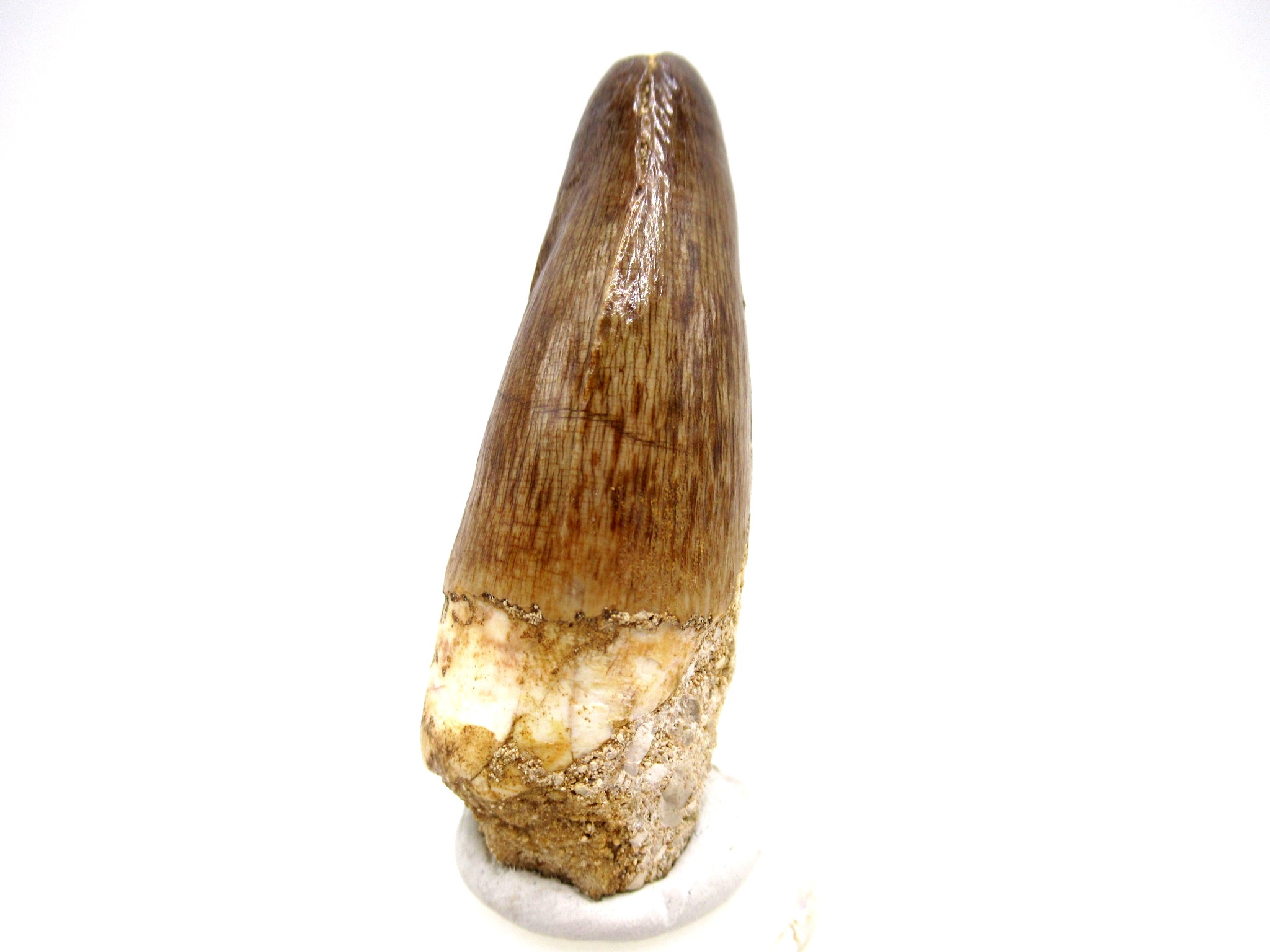 Morocco Eocene Age Maroccosuchus Crocodile Tooth 37a | Fossils for Sale Genuine Eocene Age Maroccosuchus Crocodile Tooth Fossils for Sale from Morocco #37a