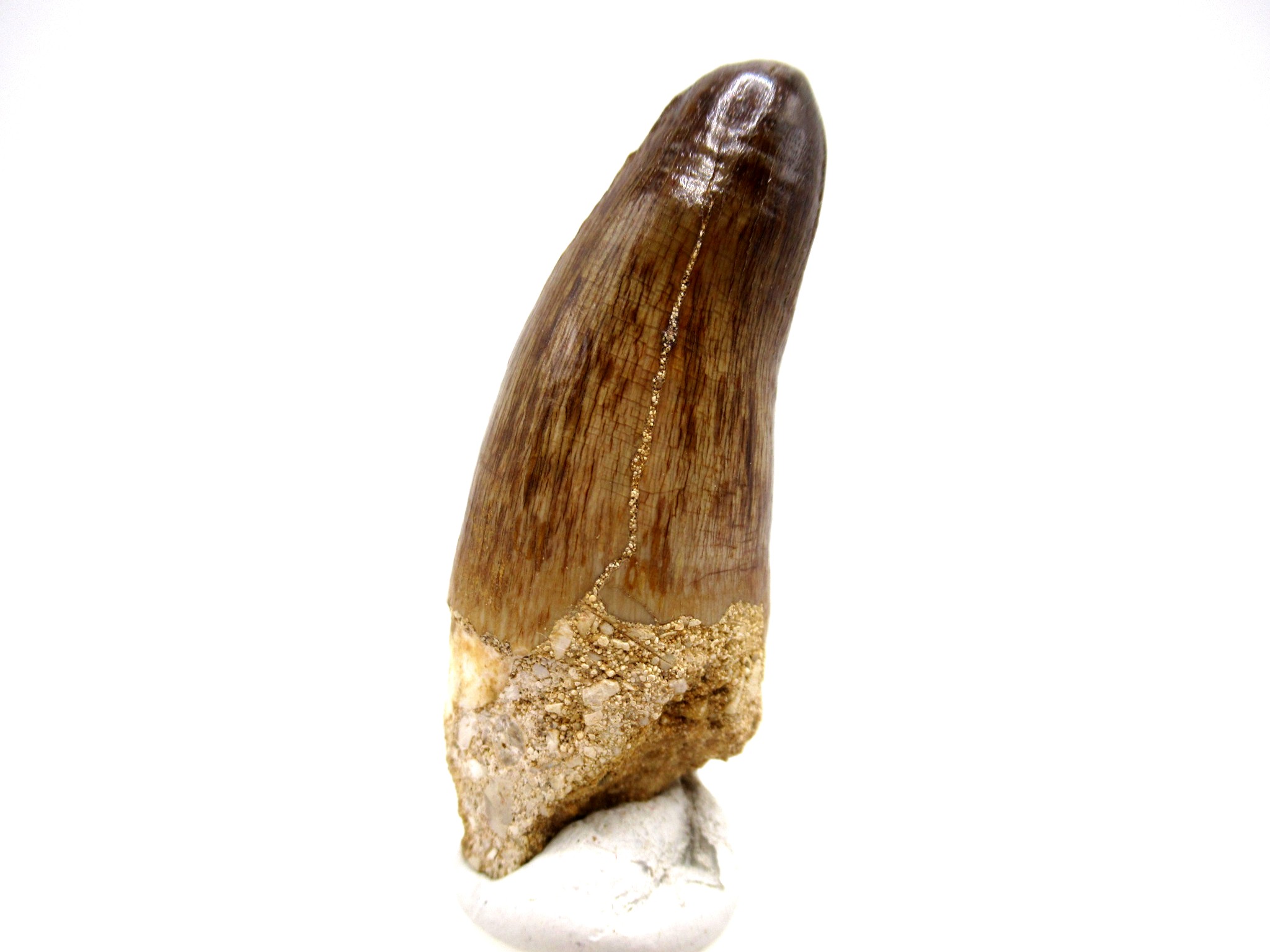 Morocco Eocene Age Maroccosuchus Crocodile Tooth 37b | Fossils for Sale Genuine Eocene Age Maroccosuchus Crocodile Tooth Fossils for Sale from Morocco #37b