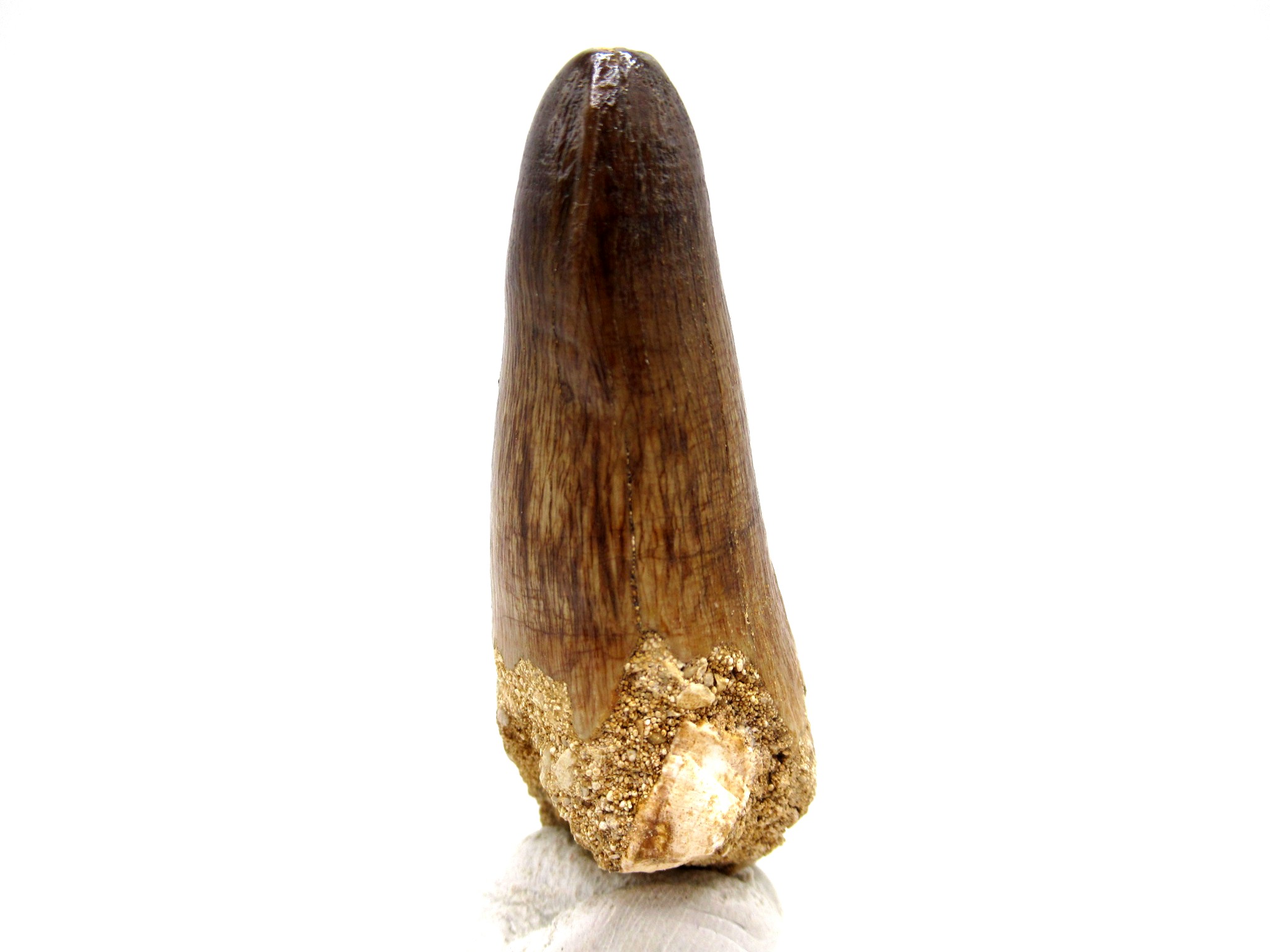 Morocco Eocene Age Maroccosuchus Crocodile Tooth 37c | Fossils for Sale Genuine Eocene Age Maroccosuchus Crocodile Tooth Fossils for Sale from Morocco #37c
