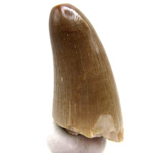 Morocco Eocene Age Maroccosuchus Crocodile Tooth 38 | Fossils for Sale Genuine Eocene Age Maroccosuchus Crocodile Tooth Fossils for Sale from Morocco #38