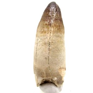 Morocco Eocene Age Maroccosuchus Crocodile Tooth 39 | Fossils for Sale Genuine Eocene Age Maroccosuchus Crocodile Tooth Fossils for Sale from Morocco #39