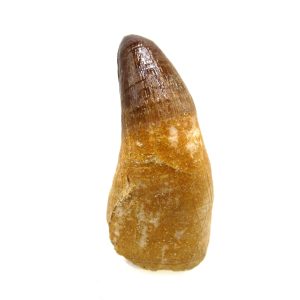 Morocco Eocene Age Maroccosuchus Crocodile Tooth 40 | Fossils for Sale Genuine Eocene Age Maroccosuchus Crocodile Tooth Fossils for Sale from Morocco #40