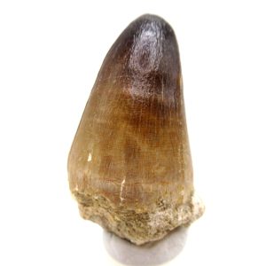 Morocco Eocene Age Maroccosuchus Crocodile Tooth 41 | Fossils for Sale Genuine Eocene Age Maroccosuchus Crocodile Tooth Fossils for Sale from Morocco #41