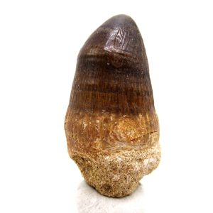 Morocco Eocene Age Maroccosuchus Crocodile Tooth 42 | Fossils for Sale Genuine Eocene Age Maroccosuchus Crocodile Tooth Fossils for Sale from Morocco #42