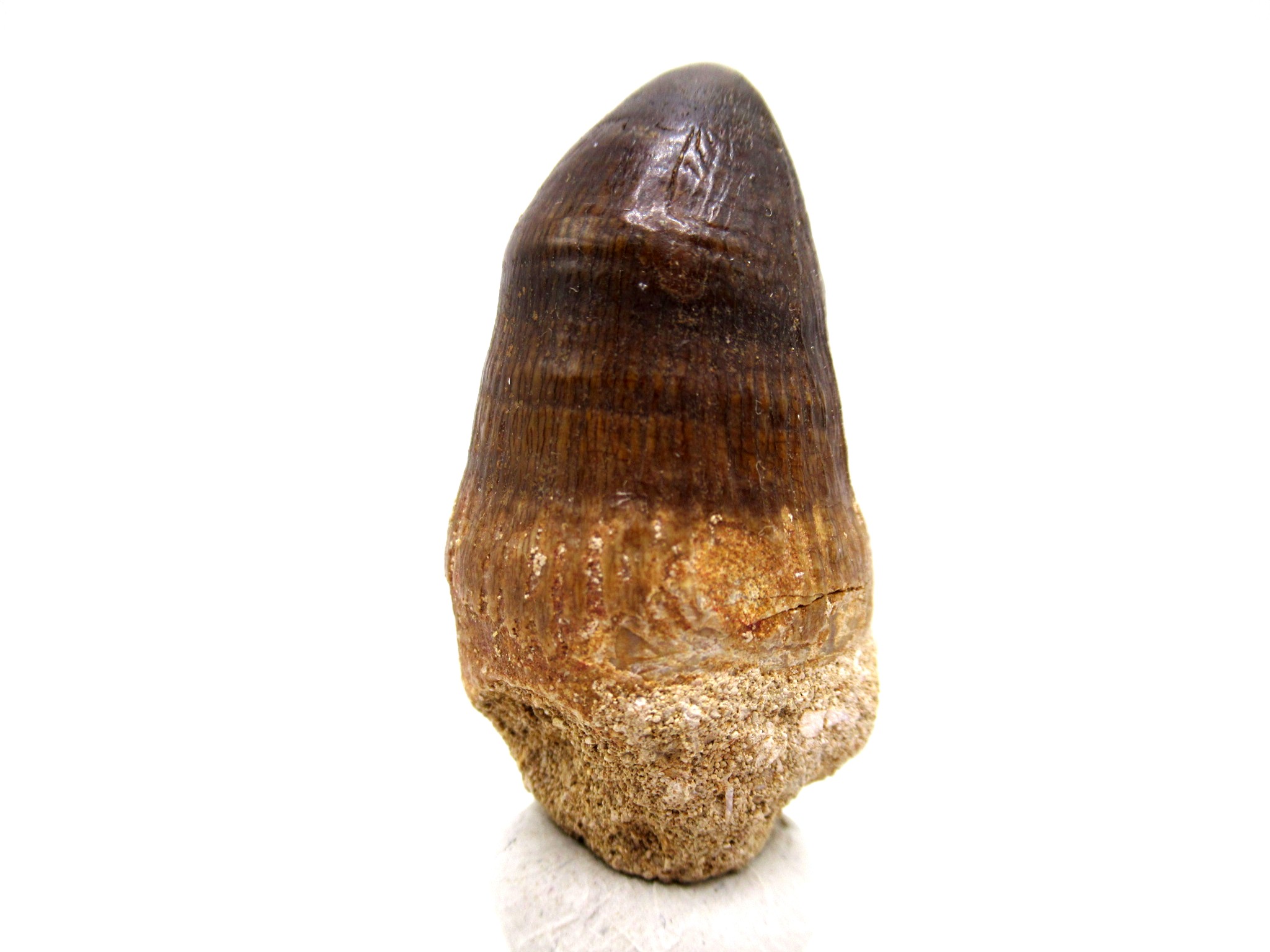 Morocco Eocene Age Maroccosuchus Crocodile Tooth 42 | Fossils for Sale Genuine Eocene Age Maroccosuchus Crocodile Tooth Fossils for Sale from Morocco #42