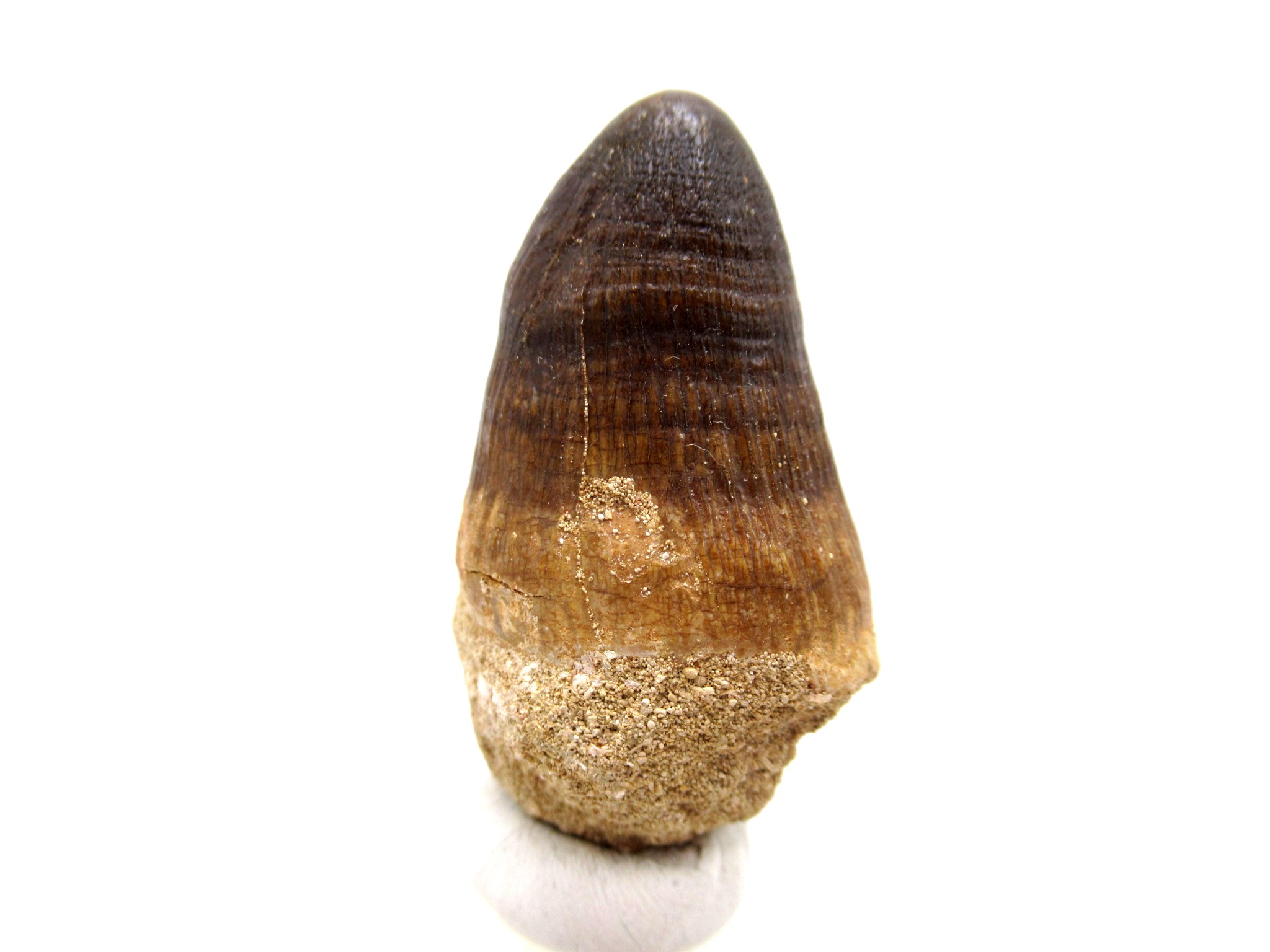 Morocco Eocene Age Maroccosuchus Crocodile Tooth 42a | Fossils for Sale Genuine Eocene Age Maroccosuchus Crocodile Tooth Fossils for Sale from Morocco #42a