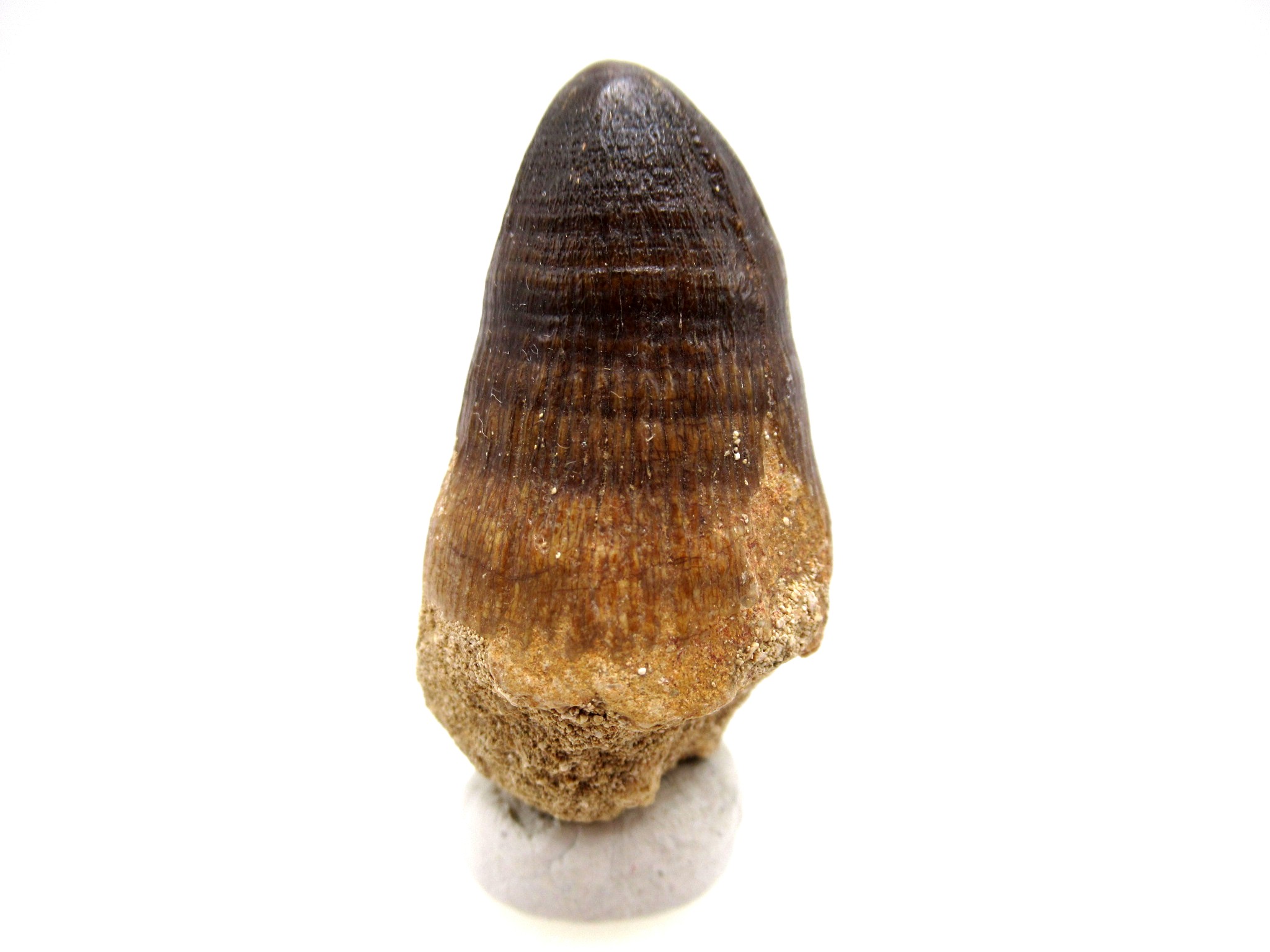 Morocco Eocene Age Maroccosuchus Crocodile Tooth 42b | Fossils for Sale Genuine Eocene Age Maroccosuchus Crocodile Tooth Fossils for Sale from Morocco #42b