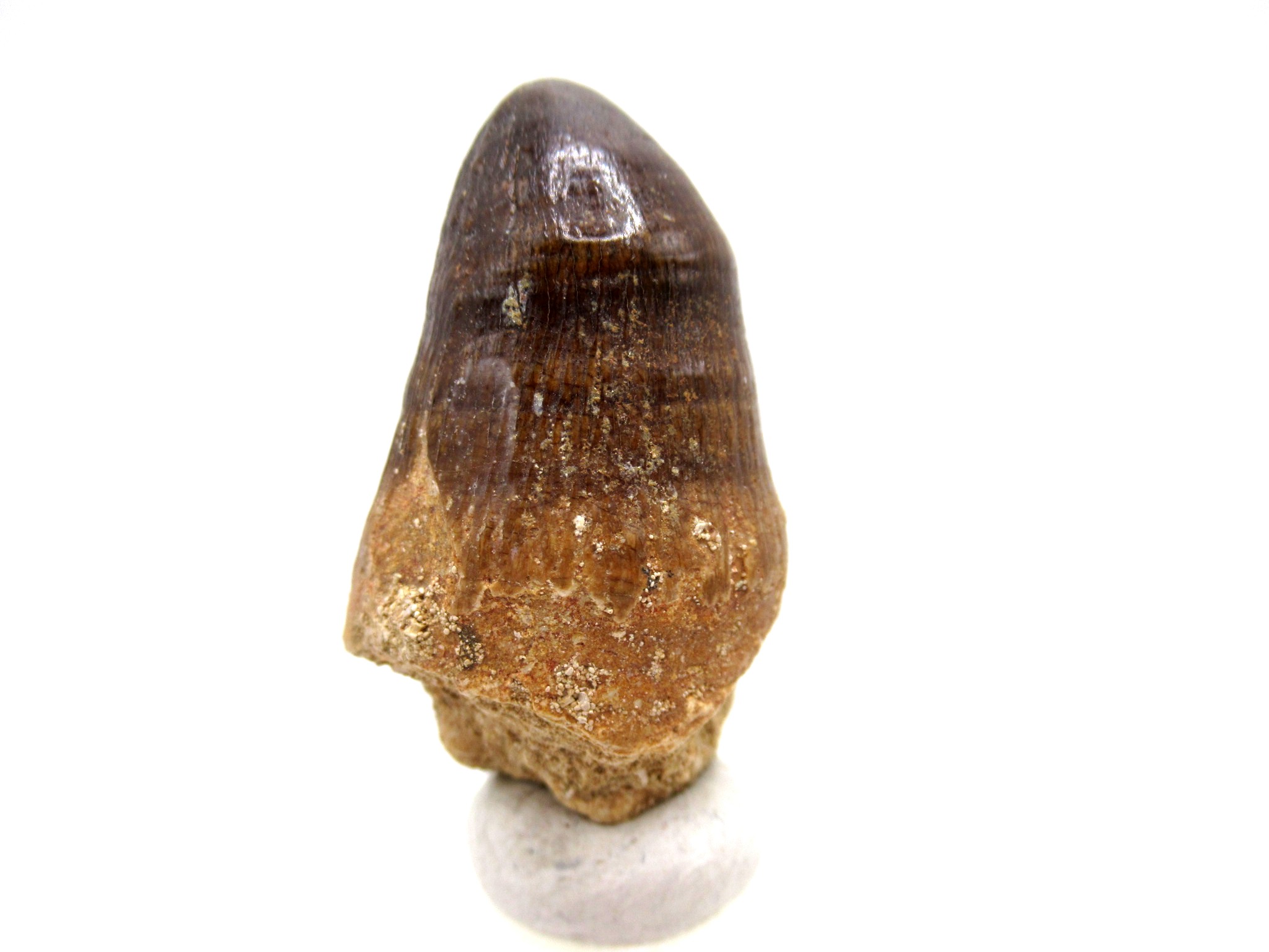 Morocco Eocene Age Maroccosuchus Crocodile Tooth 42c | Fossils for Sale Genuine Eocene Age Maroccosuchus Crocodile Tooth Fossils for Sale from Morocco #42c