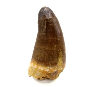 Morocco Eocene Age Maroccosuchus Crocodile Tooth 43 | Fossils for Sale Genuine Eocene Age Maroccosuchus Crocodile Tooth Fossils for Sale from Morocco #43