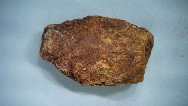 New Mexico Triassic Age Dinosaur Coprolite 40 | Fossils for Sale Genuine Triassic Age Dinosaur Coprolite Fossil for Sale from New Mexico #40