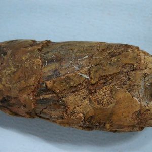 New Mexico Triassic Age Dinosaur Coprolite 41 | Fossils for Sale Genuine Triassic Age Dinosaur Coprolite Fossil for Sale from New Mexico #41