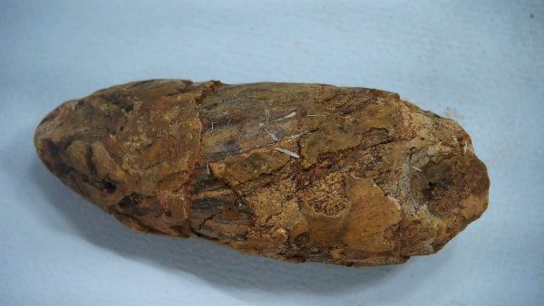 New Mexico Triassic Age Dinosaur Coprolite 41 | Fossils for Sale Genuine Triassic Age Dinosaur Coprolite Fossil for Sale from New Mexico #41