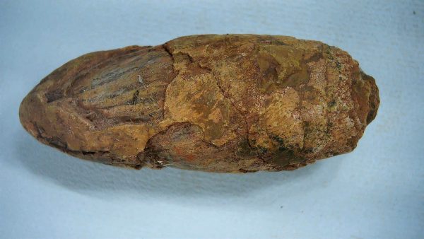 New Mexico Triassic Age Dinosaur Coprolite 41a | Fossils for Sale Genuine Triassic Age Dinosaur Coprolite Fossil for Sale from New Mexico #41a