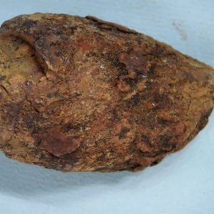 New Mexico Triassic Age Dinosaur Coprolite 42 | Fossils for Sale Genuine Triassic Age Dinosaur Coprolite Fossil for Sale from New Mexico #42
