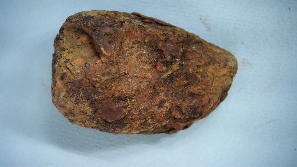 New Mexico Triassic Age Dinosaur Coprolite 42 | Fossils for Sale Genuine Triassic Age Dinosaur Coprolite Fossil for Sale from New Mexico #42