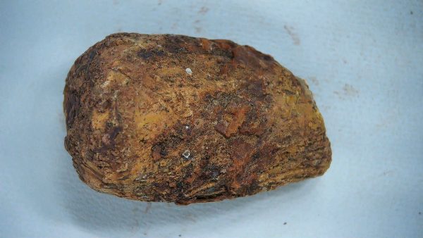 New Mexico Triassic Age Dinosaur Coprolite 42a | Fossils for Sale Genuine Triassic Age Dinosaur Coprolite Fossil for Sale from New Mexico #42a