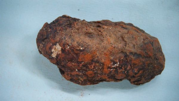 New Mexico Triassic Age Dinosaur Coprolite 43a | Fossils for Sale Genuine Triassic Age Dinosaur Coprolite Fossil for Sale from New Mexico #43a