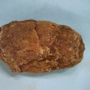 New Mexico Triassic Age Dinosaur Coprolite 44 | Fossils for Sale Genuine Triassic Age Dinosaur Coprolite Fossil for Sale from New Mexico #44