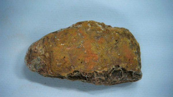 New Mexico Triassic Age Dinosaur Coprolite 46 | Fossils for Sale Genuine Triassic Age Dinosaur Coprolite Fossil for Sale from New Mexico #46