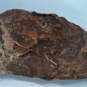 New Mexico Triassic Age Dinosaur Coprolite 47 | Fossils for Sale Genuine Triassic Age Dinosaur Coprolite Fossil for Sale from New Mexico #47