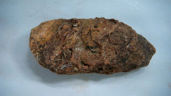 New Mexico Triassic Age Dinosaur Coprolite 48a | Fossils for Sale Genuine Triassic Age Dinosaur Coprolite Fossil for Sale from New Mexico #48a