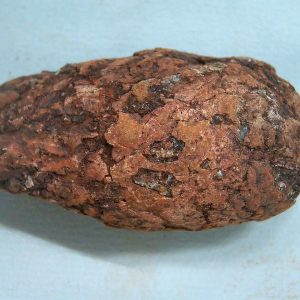 New Mexico Triassic Age Dinosaur Coprolite 49 | Fossils for Sale Genuine Triassic Age Dinosaur Coprolite Fossil for Sale from New Mexico #49