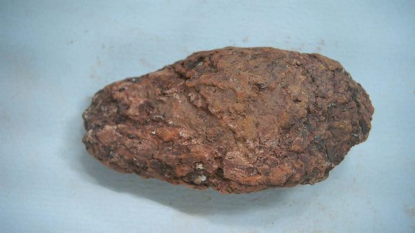 New Mexico Triassic Age Dinosaur Coprolite 49a | Fossils for Sale Genuine Triassic Age Dinosaur Coprolite Fossil for Sale from New Mexico #49a
