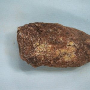 New Mexico Triassic Age Dinosaur Coprolite 50 | Fossils for Sale Genuine Triassic Age Dinosaur Coprolite Fossil for Sale from New Mexico #50