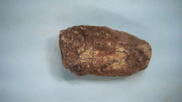 New Mexico Triassic Age Dinosaur Coprolite 50 | Fossils for Sale Genuine Triassic Age Dinosaur Coprolite Fossil for Sale from New Mexico #50