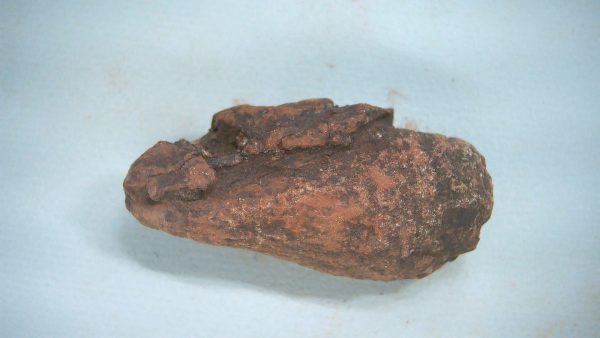 New Mexico Triassic Age Dinosaur Coprolite 51a | Fossils for Sale Genuine Triassic Age Dinosaur Coprolite Fossil for Sale from New Mexico #51a