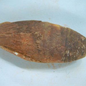 New Mexico Triassic Age Dinosaur Coprolite 52 | Fossils for Sale Genuine Triassic Age Dinosaur Coprolite Fossil for Sale from New Mexico #52