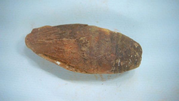 New Mexico Triassic Age Dinosaur Coprolite 52 | Fossils for Sale Genuine Triassic Age Dinosaur Coprolite Fossil for Sale from New Mexico #52
